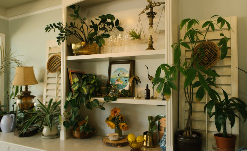 Plants home